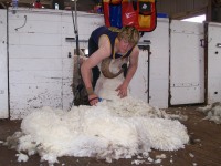 See sheep being shorn on Orrie Cowie